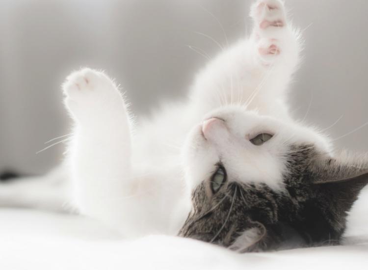 为什么母猫交配过程中撕心裂肺，而狗狗却静悄悄，本篇文章告诉你