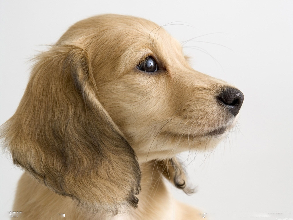 狗狗哪几个部位会散发异味,狗狗臭的解决方法