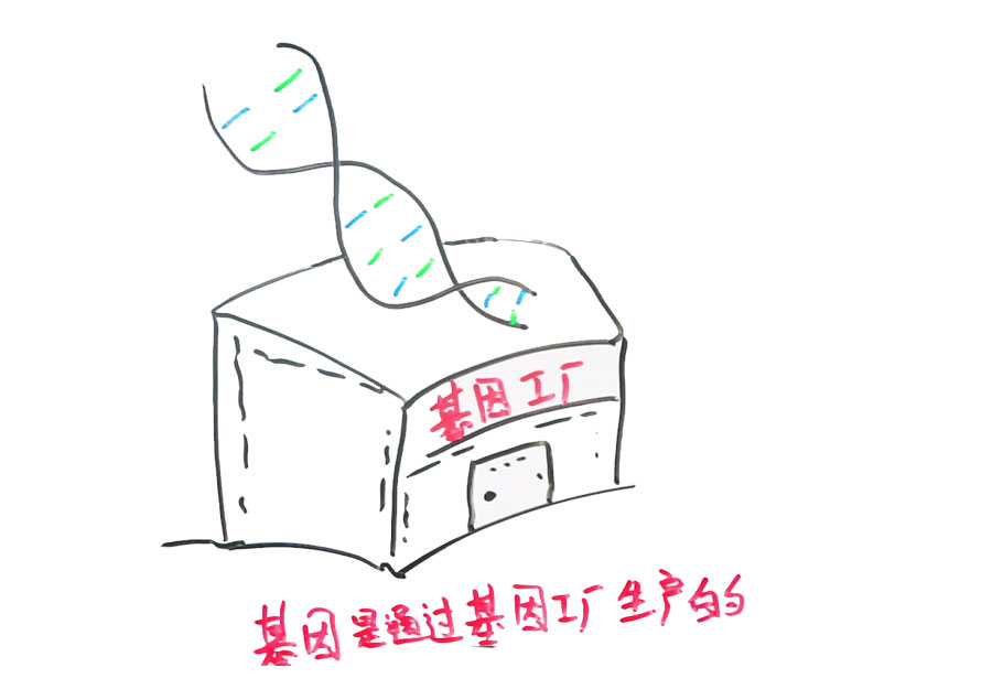 如果基因被破解会有什么后果,人类基因被破解的危害