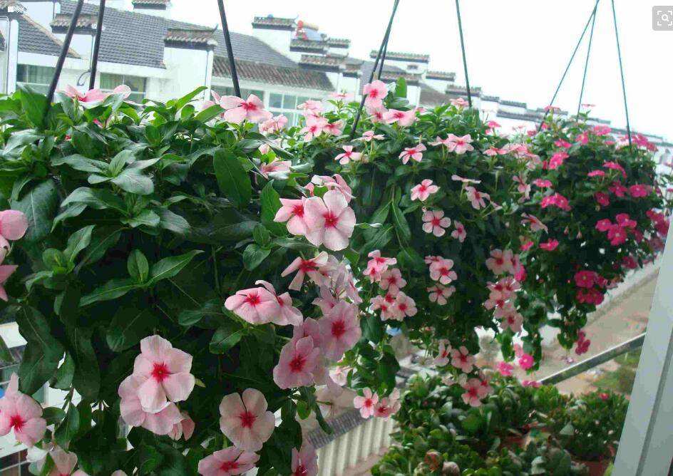 生活在钢筋水泥的丛林里,生活在钢筋水泥里