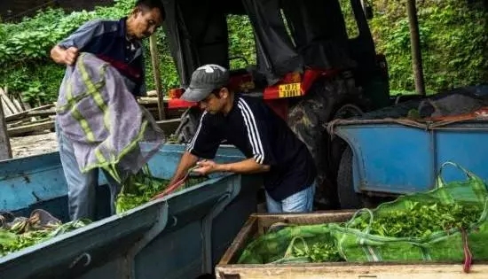 亚洲茶文化介绍,世界茶文化的发源地