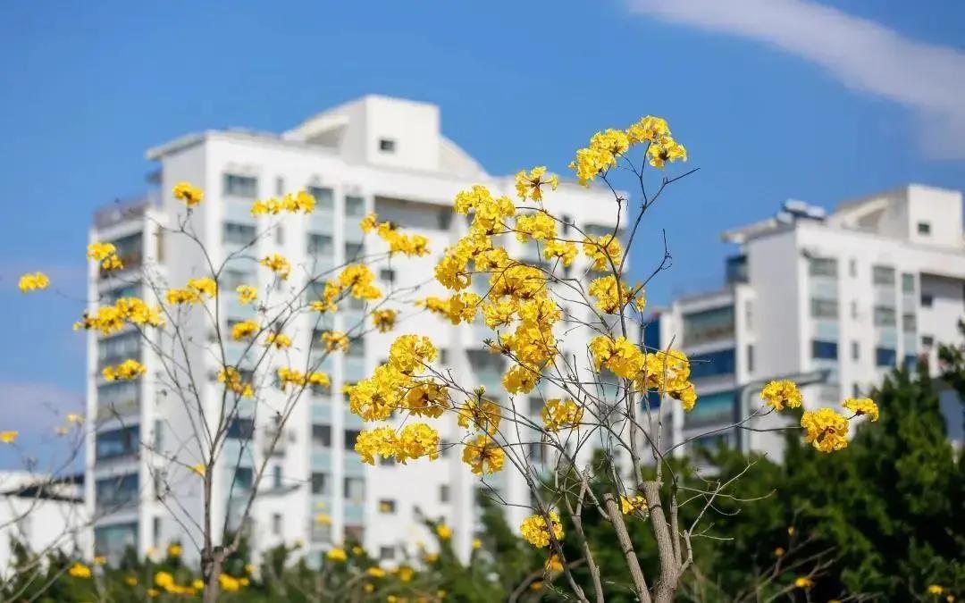 蓝花楹西昌航天北路公交车,蓝花楹卫星宾馆