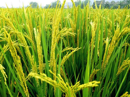 养殖小龙虾还种稻能挣钱吗,五十亩地养小龙虾一年能挣多少钱