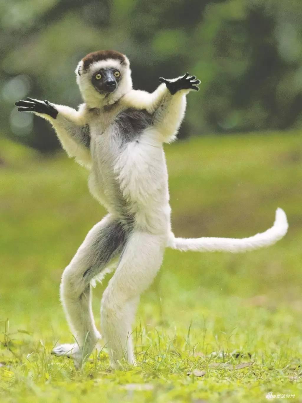 非洲最大岛马达加斯加,非洲马达加斯加岛