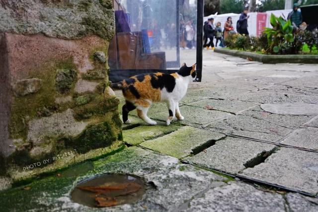 土耳其航班免费一日游,土耳其航空免费一日游