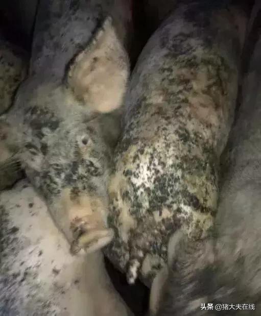 仔猪得了油皮病怎么治,仔猪油皮病怎么防治