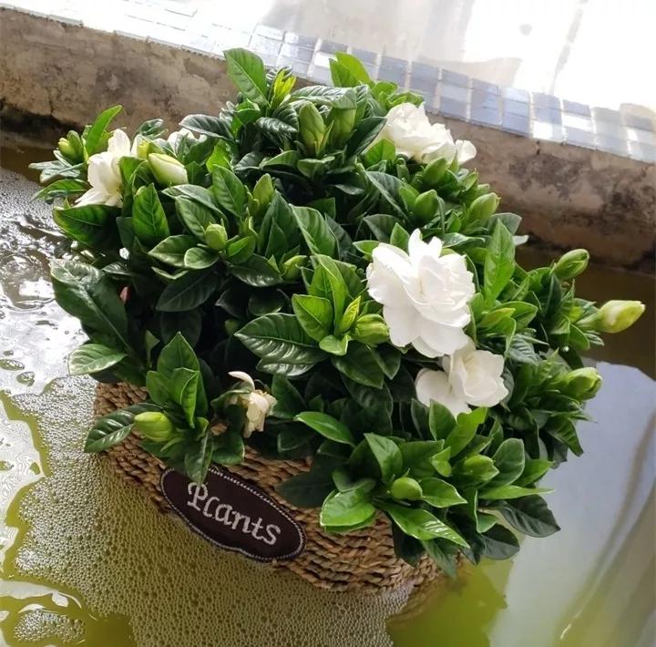 盆栽花发蔫什么原因,买回来的花很快就蔫的原因