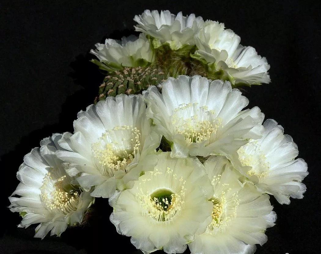 100种仙人球花图片,100种仙人球的品种视频