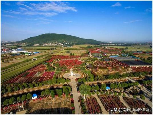 南阳世界月季之乡的金字招牌,聚焦南阳月季之美展示