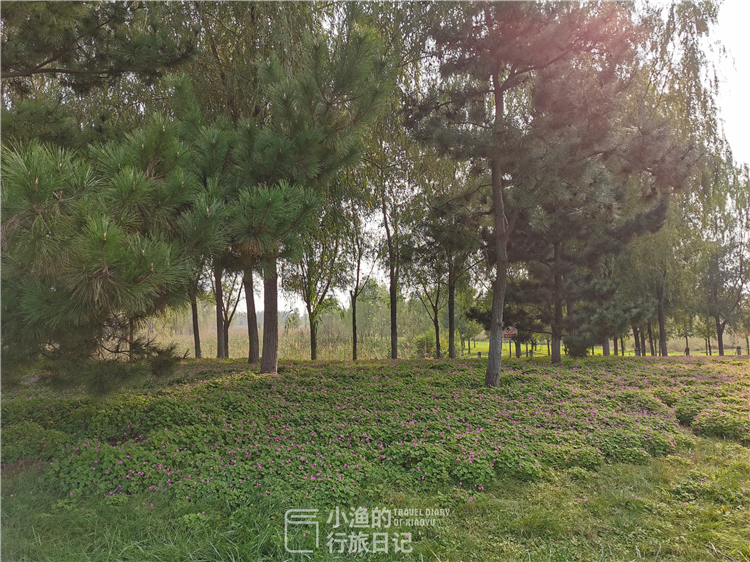 西安适合拍照的湿地公园,西安湿地公园赏花