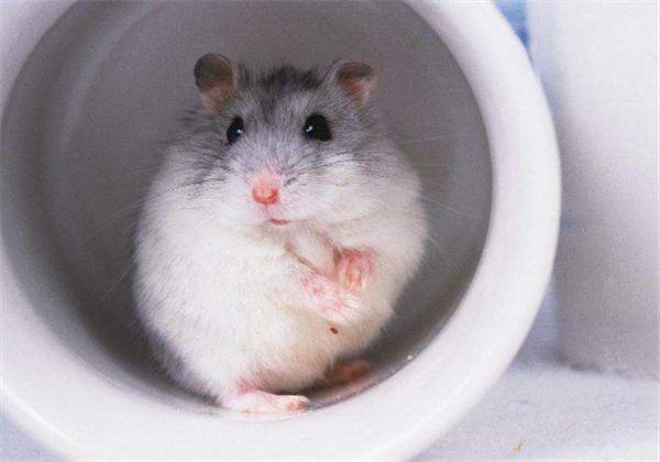 怎么拯救仓鼠伪冬眠的行为,仓鼠怎么防止伪冬眠