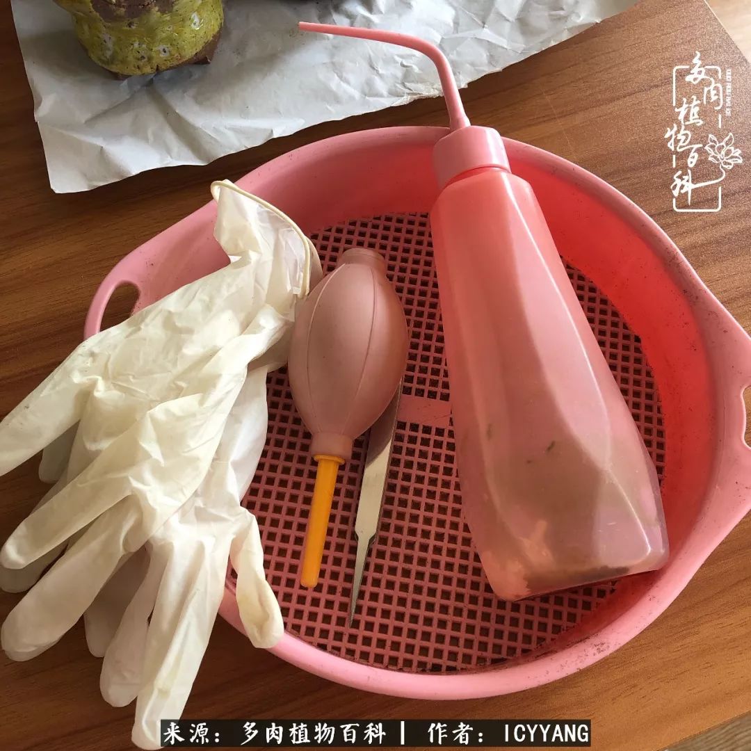 室内阳台多肉的养护方法,景天多肉养护