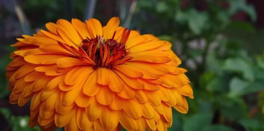 20种常见的菊科植物有哪些,哪些菊科植物好养