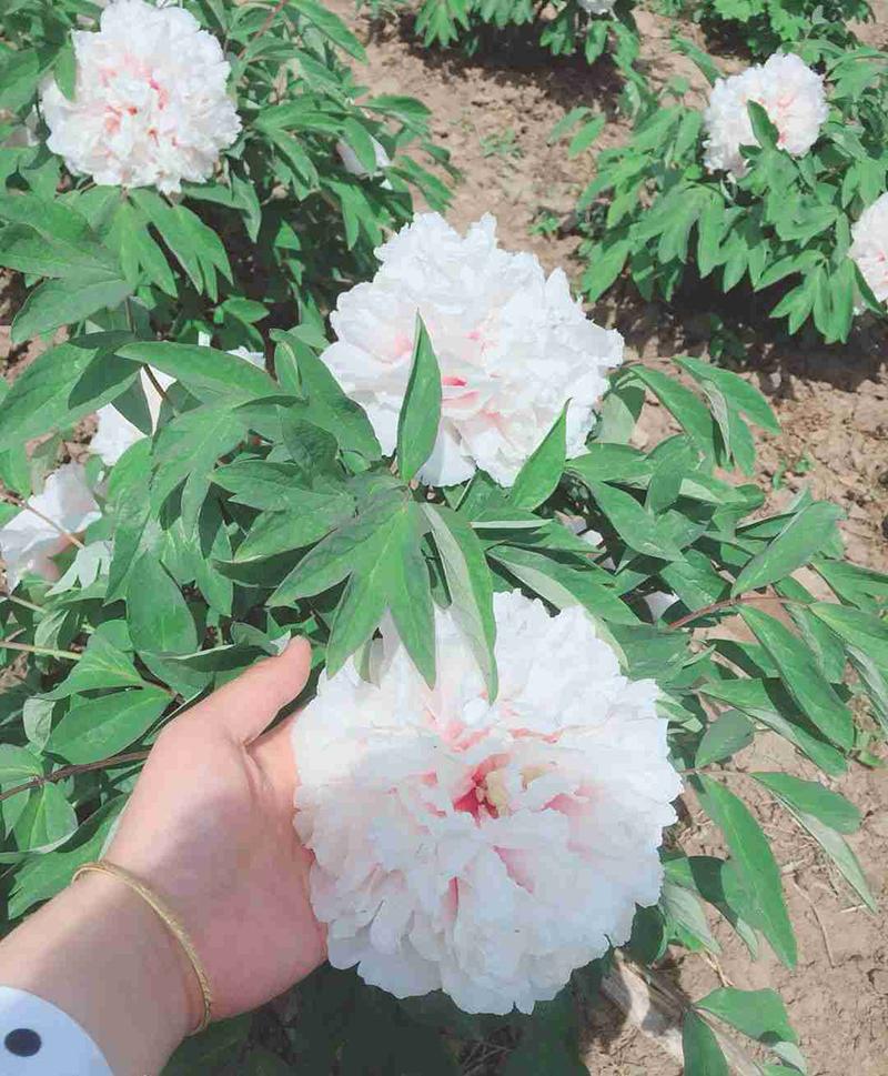 芍药只发芽不长枝条,芍药出芽到长叶子和开花过程