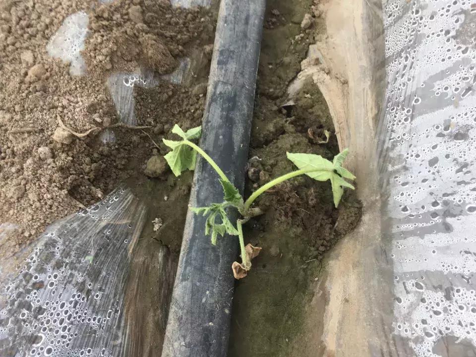 西瓜小叶病西瓜叶片卷曲原因,西瓜龙头皱缩什么原因