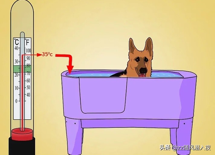 洗洁精能杀死鸡虱子吗,洗洁精可以除掉虱子吗