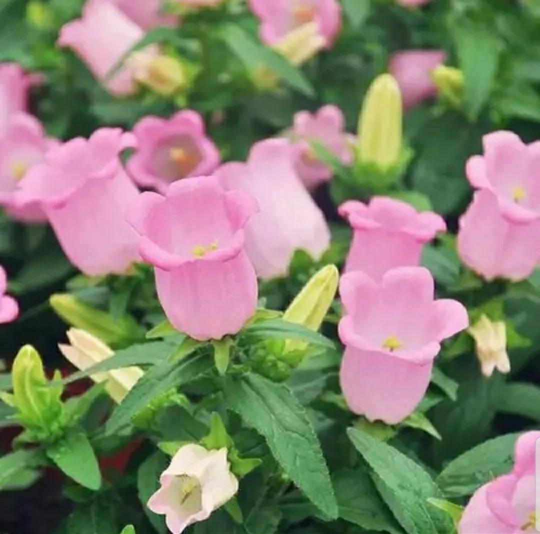 铃儿响叮当双音和弦五线谱,铃儿响叮当三级长笛