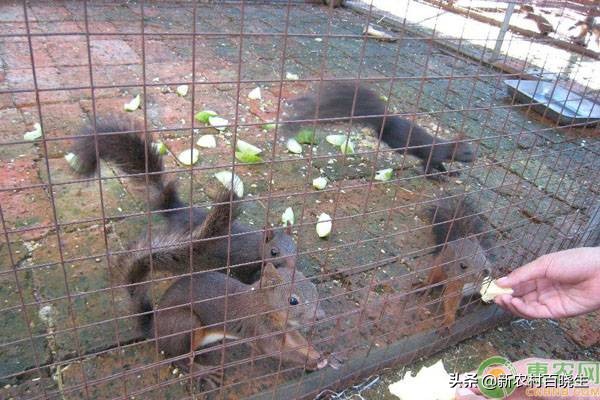 观赏活体松鼠,海南红腹松鼠观赏