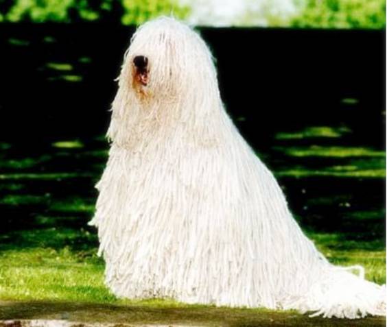 世界最罕见的十个杂交动物,不忍直视世界罕见的十大变异动物