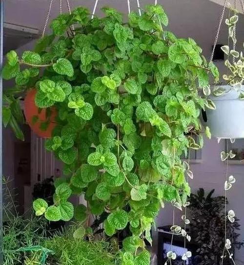 吸毒花怎么养,家庭好养的无毒花