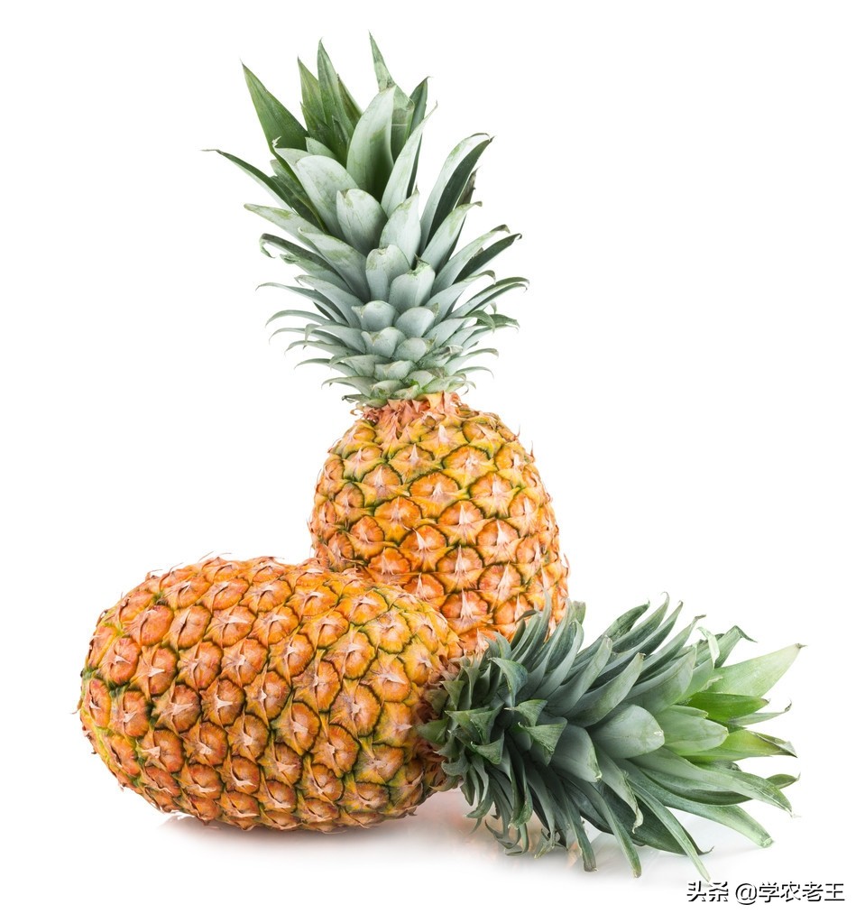 菠萝怎么种植能高产,种植菠萝的小妙招小视频