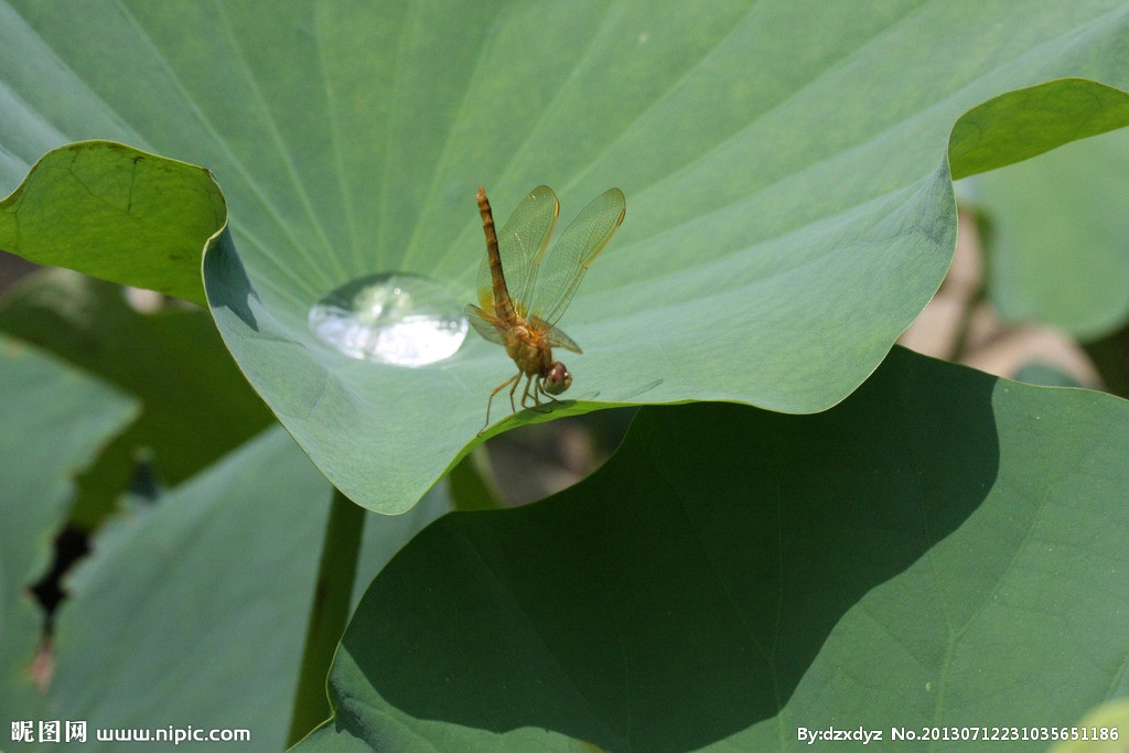 小荷才露尖尖角，早有蜻蜓立上头，蜻蜓在你心中是什么的象征