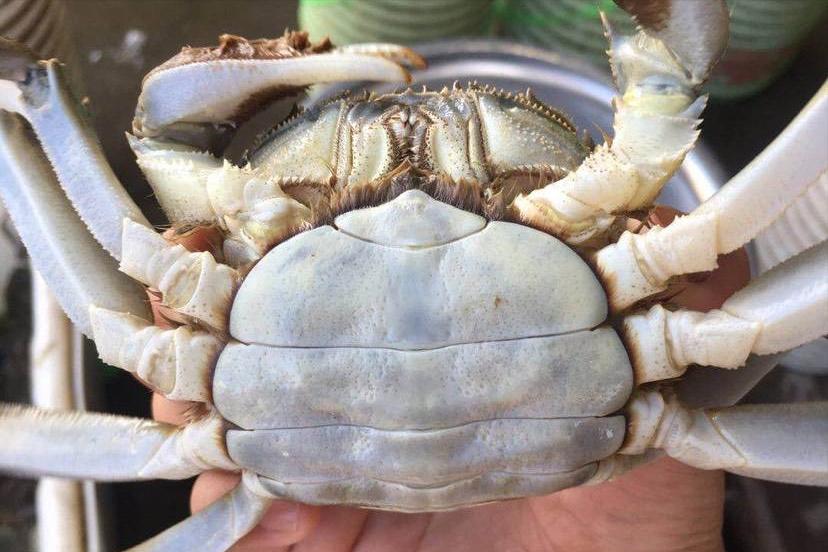 全国哪的大闸蟹最好吃,什么地方的大闸蟹最好吃