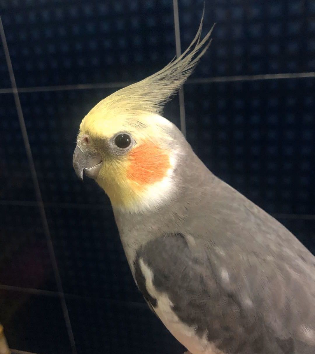 鹦鹉室内怎么排便的视频,鹦鹉怎么才能不乱拉屎