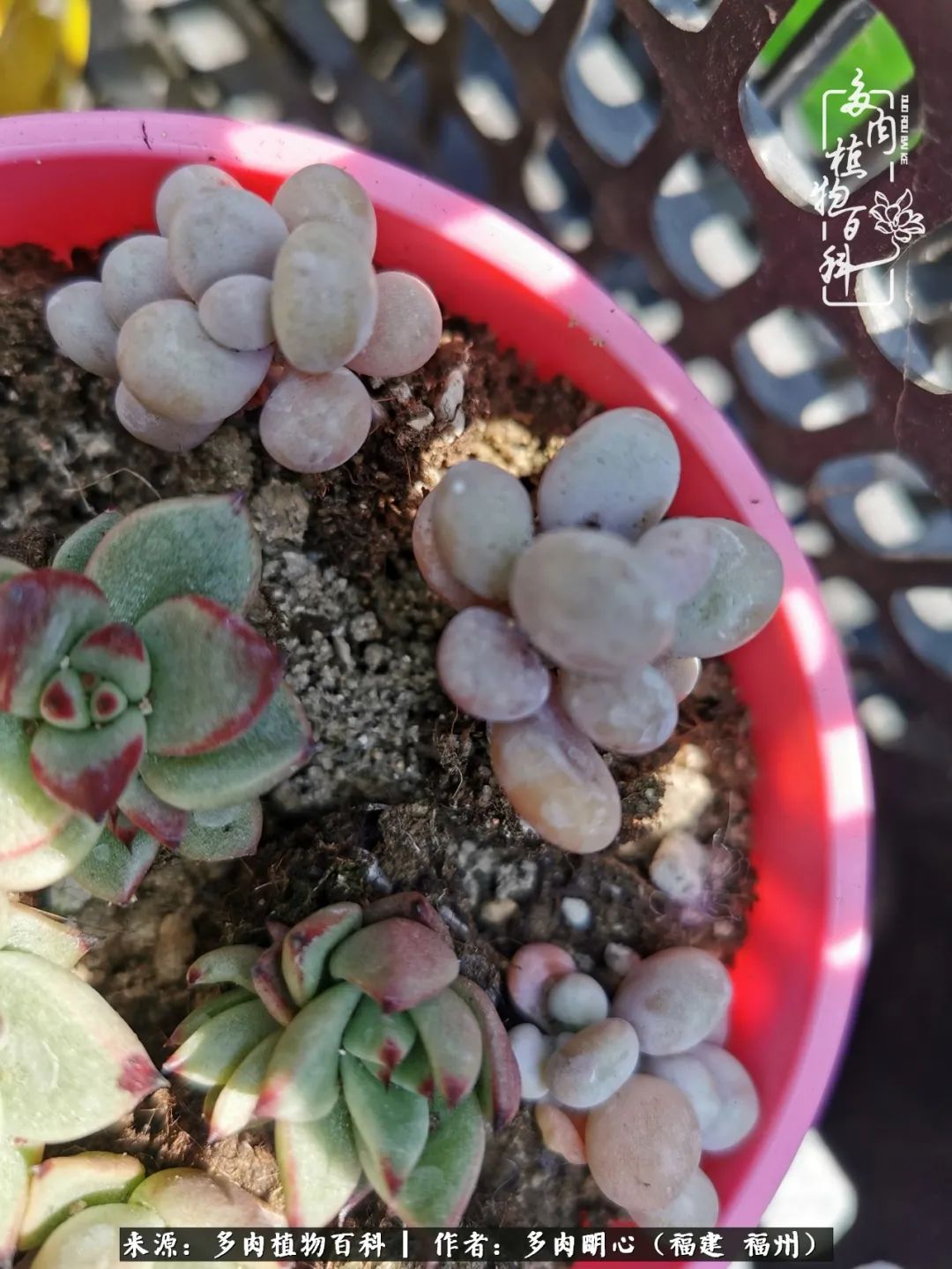 唯美雅致意境飘逸的多肉,蝶舞悠然多肉视频