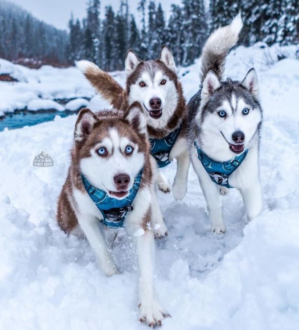 俄罗斯名犬中亚牧羊犬,俄罗斯纯种西伯利亚雪橇犬