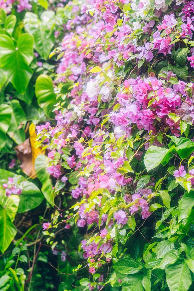 西双版纳曼听公园御花园,曼听公园西双版纳网红景点