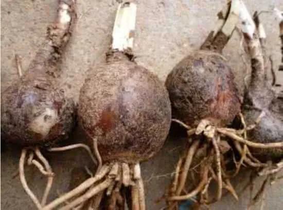 花开一千年落一千年花叶永不相见,彼岸花开从此花叶永不相见