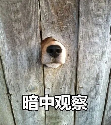 又到发情高峰期，主人忽视这些护理，小心疾病找上狗狗