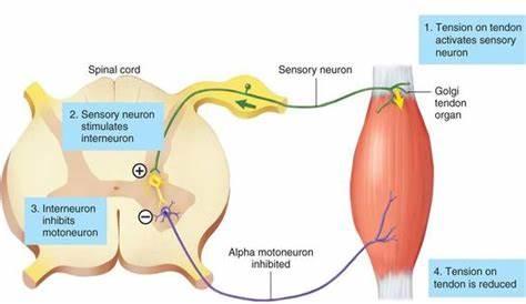 如何正确拉筋最有效,坐骨神经痛正确拉筋锻炼方法