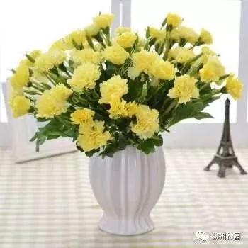 父亲节折什么花给父亲好,父亲节送给父亲什么