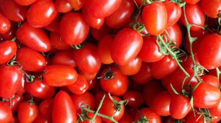 小番茄只长高不结果怎么办,开花期的小番茄要怎么养