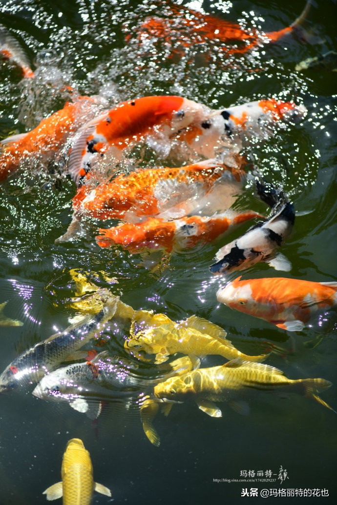 这座半山半水的土豪庭院，成了大多数男人的梦想｜花园拜访