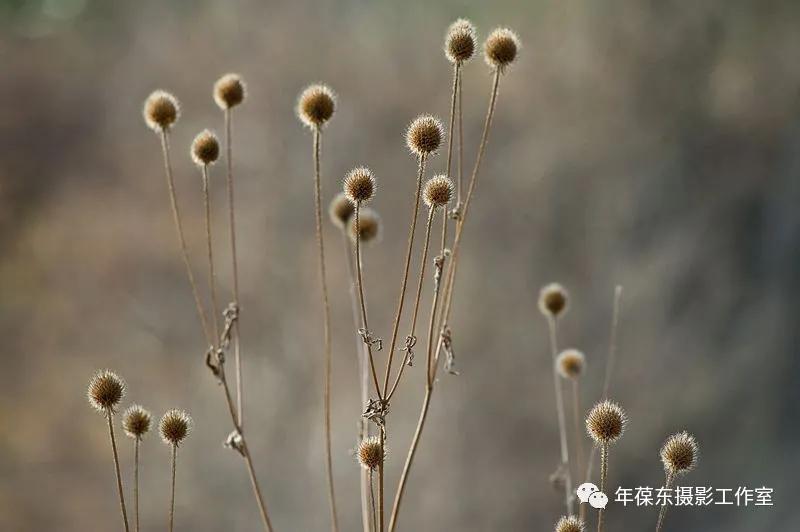 几年后有一种邀约叫：千岛为伴，鱼酒相随，我在天水曲溪等你