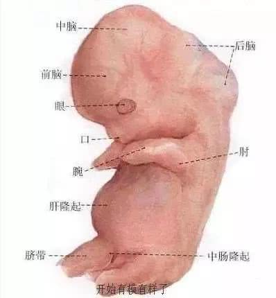 揭秘女人受精胎儿形成过程！十月怀胎就是生命最大的奇迹！