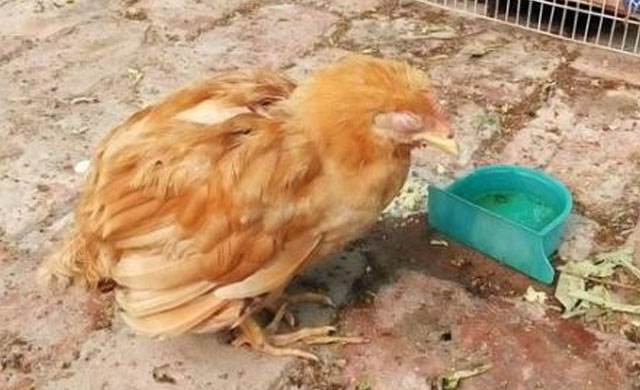 鸡拉白痢流鼻涕咳嗽用什么药最好,鸡拉白痢吃什么药好得快