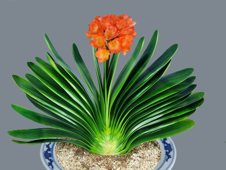 这8种花你不要乱浇水,新手种花品种推荐