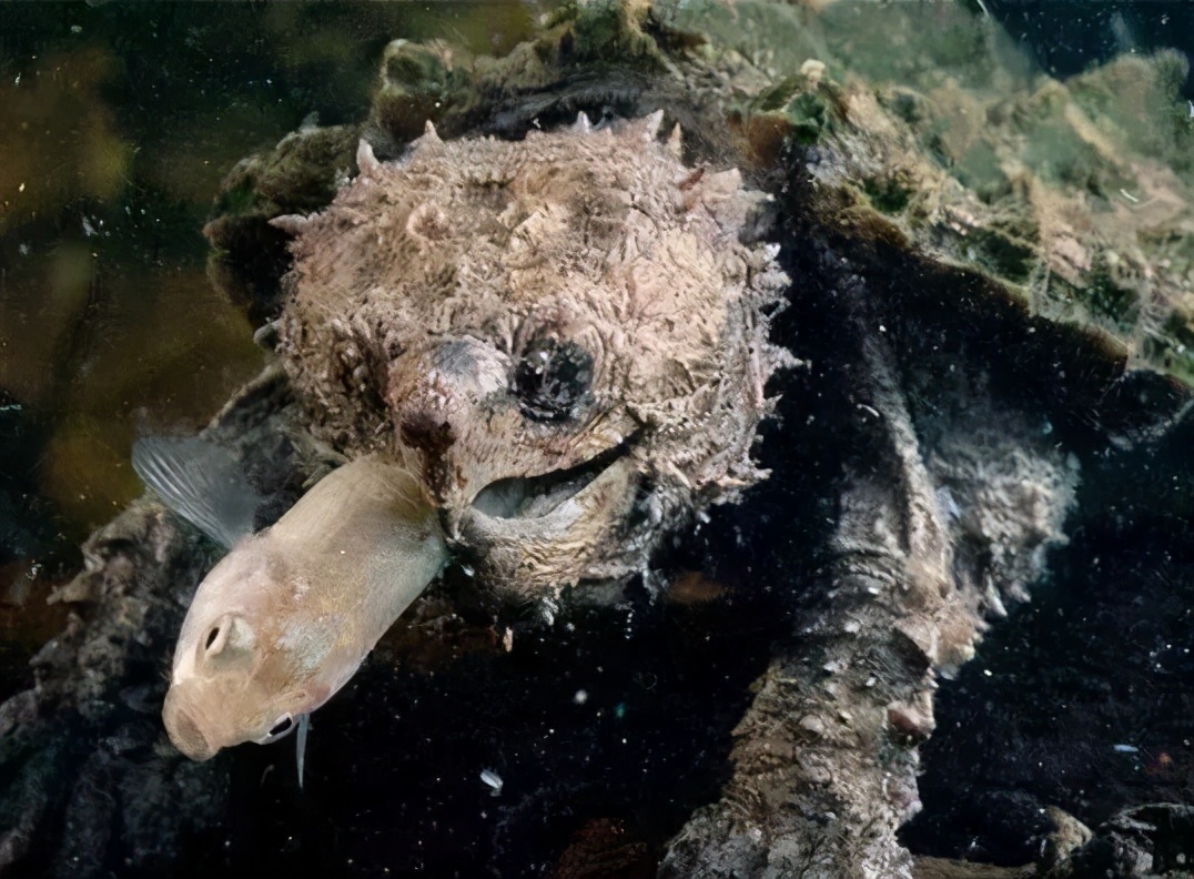 各种龟类图片大全大图,龟类展示会