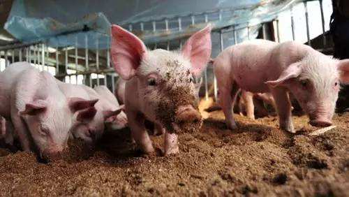 预防猪感冒的最佳方法,猪感冒的防治措施