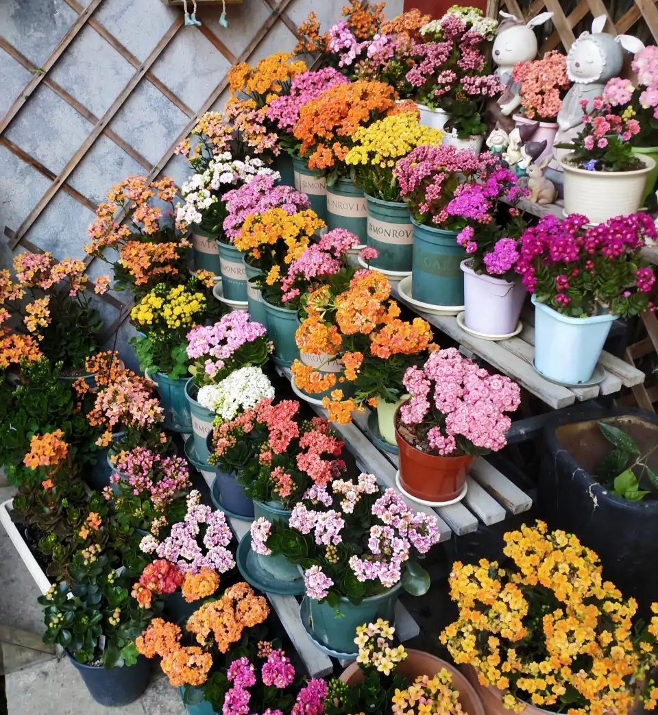 22种花耐旱耐热,天冷种花要注意什么