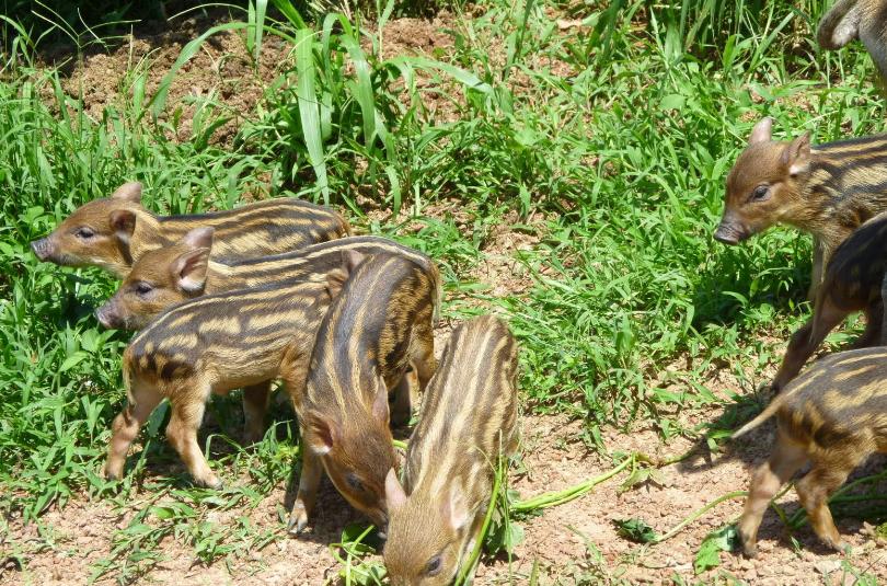农民种地怎样防控野猪,野猪泛滥的措施有哪些方法
