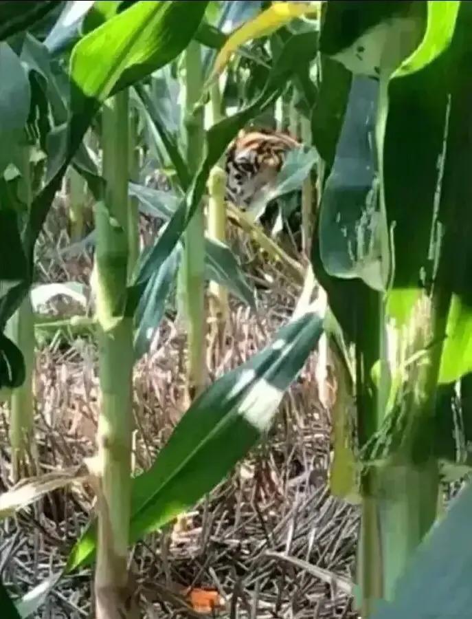 每日一笑农民干农活,每日一笑抓老鼠