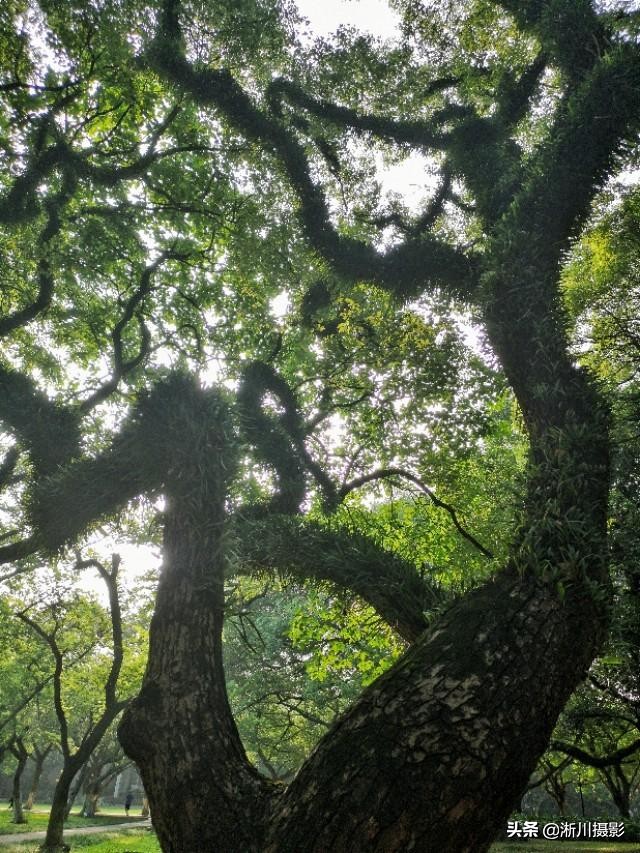 中国最美丽的校园照片,中国最美丽的校园中山大学南校区