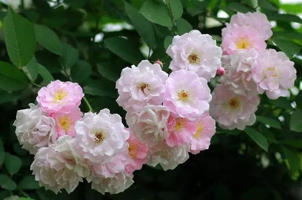 大自然的规律和启示,大自然的预知能力