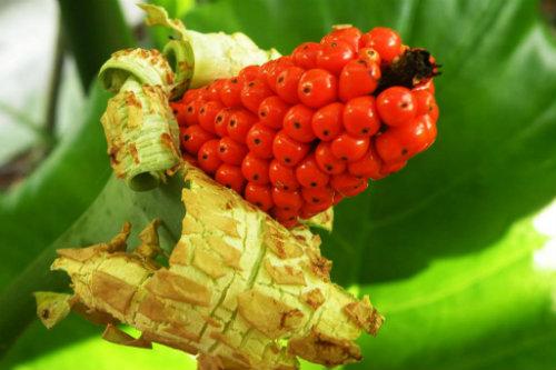 讲解中医食药知识的视频,食药知识宣讲