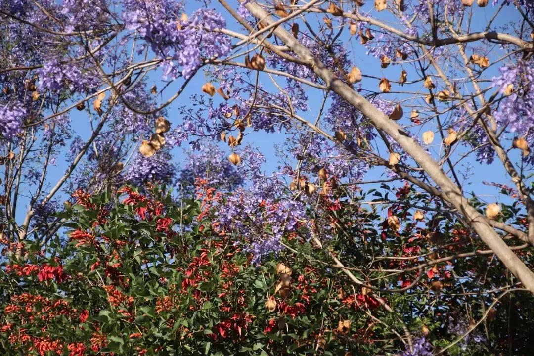 凉山州哪里可以赏花,西昌赏花攻略